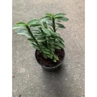 ราคา บัดไดเศรษฐี,บัดไดเงินบัดไดทอง, ว่านตีนตะขาบ (9086384514)