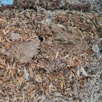 ราคา แกลบหมักขี้ไก่ ปลอดสารเคมี น้ำหนัก 1 กิโลกรัม (22866829619)