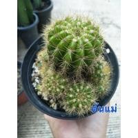 ราคา (หน่อเด็ดสด มีราก/ไม่มีราก)กระบองเพชร ดาวล้อมเดือน แคคตัส น่ารัก น่าสะสม (10730937663)