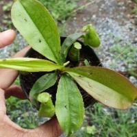 ราคา หม้อข้าวหม้อแกงลิง กระถาง 3 นิ้ว พืชกินแมลง (26022488801)