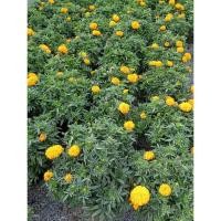 ราคา ต้นพันธุ์ ดอกดาวเรือง ดาวเรือง พร้อมปลูก ถุงดำ 29บาท ดาวเรือง ทำชา ดอกดาวเรือง มีประโยชน์ สายพันธุ์เด่น ดอกดก ทนร้อน (56603335144)