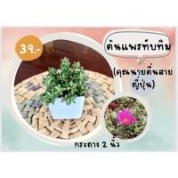 ราคา ต้นแพรทับทิม (คุณนายตื่นสายญี่ป่น) กระถาง 2 นิ้ว พร้อมส่ง‼️ (15666950172)
