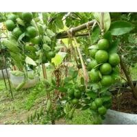 ราคา กิ่งตอนมะนาวแป้นพิจิตรลูกโคตรดก (43350808737)