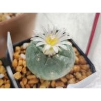 ราคา โลโฟโฟร่า (Lophophora) (10385680794)