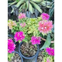 ราคา เฟื่องฟ้าสาวิตรี เฟื่องฟ้าสาวิตรีด่าง เลี้ยงง่าย ดอกสวย (8551323008)