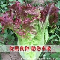 ราคา เมล็ดผักกาดหอมสีม่วงสีม่วง Feature Four Seasons เมล็ดผักที่โดดเด่นเมล็ดผักเมล็ดผักกาดหอมสีม่วง (46955455456)