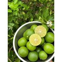 ราคา มะนาว แพ็คละ 1 กิโลกรัม ลูกใหญ่ น้ำเยอะ เก็บสดจากสวน เก็บแล้วส่งเลย เจ้าของสวนขายเอง สดใหม่ ราคาถูกสุดๆ (41676247753)