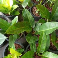 ราคา ต้นเศรษฐีรวยทรัพย์(Philodendron sp.'Setthimisap')'Ruaysap' หรือต้นเศรษฐีมีทรัพย์ ขนาดกระถาง8นิ้ว (9278581611)