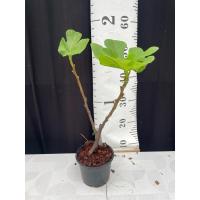 ราคา มะเดื่อฝรั่ง Unknown fig ต้นใหญ่ (24839433626)