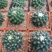 ราคา แมมอิรุซามุ mammillaria bucareliensis cv. erusamu (5112232794)
