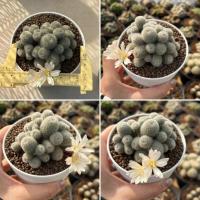 ราคา Rebutia รีบูเทีย แคคตัส กระบองเพชร (49256830671)