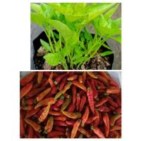 ราคา ต้นพริกกะเหรี่ยง#ต้นพริกเครือกะเหรี่ยง#1 ถุงมีหลายต้น (6862508309)