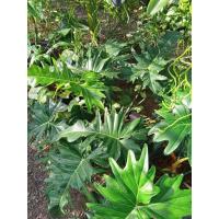 ราคา ฟิโลเดนดรอน มังกรเขียว Philodendron Golden Dragon(Philodendron minarum) (12135832203)