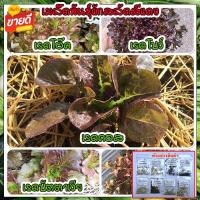 ราคา เมล็ดสลัดสีแดง 100 เมล็ดคัดพิเศษ เรดโอ๊ค เรดคอส เรดโบว์ เรดคอรัล [ซื้อ 10 แถม 1] คละได้ (25372707924)