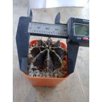 ราคา ยิมโน ขนาด4cm ไม้เมล็ด เชื้อด่าง #ยิมโนม่วง #ดำ (15628000333)