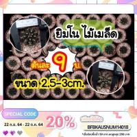 ราคา ยิมโน-เชื้อด่าง-ไม้เมล็ด!! (12505901856)