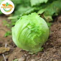 ราคา 500 Seeds ต้นกล้าผักสลัดแก้ว ผักกาดแก้ว(Iceberg Lettuce) หอมห่อ ทานกับปิ้งย่างเกาหลี อร่อยมาก F1 Seeds-PPOP SEEDS (56303818322)