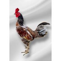 ราคา ไก่ชนเยียร์/ไข่เชื้อไก่ชนพม่าสายเยียร์ (56755275439)