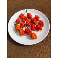 ราคา ต้นกล้าพริกแดง Carolina reaper พริกเผ็ดที่สุดในโลก (25429637161)
