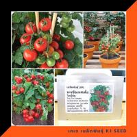 ราคา มะเขือเทศเตี้ย ไทนี่ ทิม - Tiny Tim Tomato บรรจุชุดละ 20 เมล็ด คุณภาพดี ราคาถูก ของแท้ 100% (168319438)