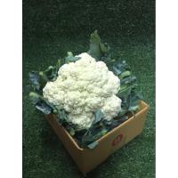 ราคา ดอกกะหล่ำสด 1หัว (300-400กรัม) - ดอกกระหล่ำไทย ผักผลไม้สด ผักสลัด ถูกสุด (44008957727)