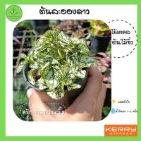 ราคา ต้นละอองดาว พร้อมกระถาง 3 นิ้ว ไม้ประดับ ไม้มงคล สีสวย แต่งสวน ไม้โชว์ใบ (8080265638)