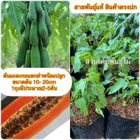 ราคา ต้นมะละกอแขกดำพร้อมปลูก ขนาดต้น 10- 20cm 1ถุงมีประมาณ2-5ต้นรับประกันสายพันธ์ุแท้ (18073744954)