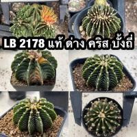 ราคา LB 2178 แท้ Gymnocalycium LB 2178 (21282486101)