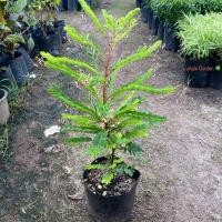 ราคา ต้นธรณีสาร ธรณีสาร Phyllanthus pulcher ว่านธรณีสาร ไม้พุ่ม มีดอก (รับประกัน ส่งใหม่ฟรี หากสินค้าเเสียหาย!!) (44259456095)