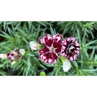 ราคา #ดอกผีเสื้อ Colors Mixing Dianthus barbatus Seeds ต้นดอกไม้สวยๆ กระถาง5-6นิ้ว (25338645172)