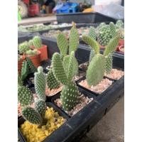 ราคา หน่อเด็ดสดโอพันเทียหูกระต่าย (Opuntia microdasys) แคคตัสราคาถูก กระบองเพชรราคาถูก (10923018994)