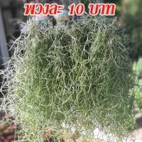 ราคา เคราฤาษี หนวดฤาษี ไม้ฟอกอากาศ ไม้มงคล มอสสเปน ดักฝุ่น ดูดความชื้นภายในบ้าน สวยๆ ราคาถูก (14732401552)