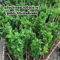 ราคา กิ่งตอนแก้วเจ้าจอมพันธุ์10ใบ(6+4) สูง60-70เซนติเมตร (25966658100)