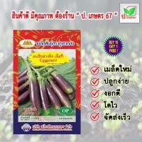 ราคา เมล็ดพันธุ์ มะเขือม่วงลิง เอ็มที ตราภูเขาทอง ผักซอง ผักสวนครัว ป. เกษตร 67 (15745868841)