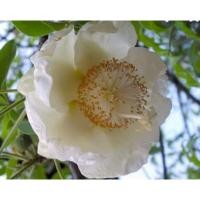 ราคา ต้นเบาบับด่าง พันธุ์แกรนด์ (6784655142)