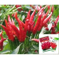 ราคา เมล็ดพริกช่อจีน 500เมล็ด พริกช่อญี่ปุ่น พริกช่อเหลือง สายพันธุ์OP (8602344966)