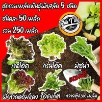 ราคา (แถมเมล็ดผัก) เมล็ดพันธุ์ผักสลัด 5ชนิด รวม 250เมล็ด อัตราการงอก95% กรีนโอ๊ค เรดโอ๊ค กรีนคอส สลัดมิกซ์ ผักกาดหอม (6694970750)
