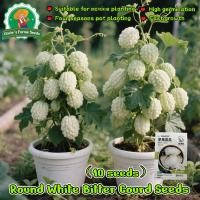 ราคา เมล็ดมะระขาวไต้หวัน เมล็ดมะระแอปเปิ้ลขาว 5เมล็ด มะระหัวใจสีขาว Apple White Bitter Gourd Seeds Vegetables Plants (43821497163)