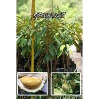 ราคา ทุเรียนพวงมณี ชุด 2 ต้น ความสูงต้นพันธุ์ประมาณ 100 ซม. (+- 10 ซม.) (9150481329)