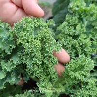 ราคา เมล็ดพันธุ์เคลใบหยิก (Curl Leaf Kale) ปลูกง่าย เมล็ดนำเข้าแท้ 100% (9367015486)