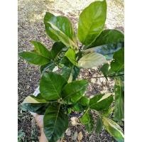 ราคา ขนุนด่าง พันธุ์ทองมาเลย์ สูง 1 เมตรกว่าๆ (18932172557)