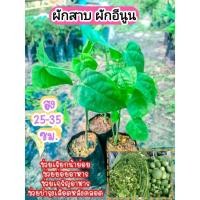 ราคา ผักสาบ ผักอีนูน สูง 25-30 ซม.ผักพื้นบ้าน รสหวานมันอมขม ผักป่าหากินยาก ไม้เถาเลื้อยพาดพันต้นไม้อื่นอายุหลายปีแตกแขนงข้าง (24620634075)