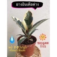 ราคา ต้นยางอินเดียด่าง ไม้ฟอกอากาศ (11814008299)