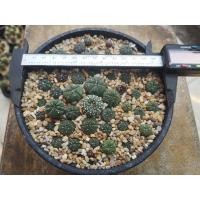 ราคา Astrophytum super kabuto, nudum ขายยกพอท (4972379242)