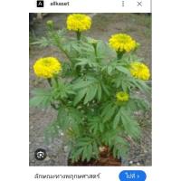 ราคา ต้นดอกดาวเรืองบรรจุ1กระถาง (28229795389)