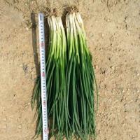 ราคา เมล็ดพันธุ์ ต้นหอม หอมแดง เมล็ดหอมแดง 500 เมล็ด Shallot Seeds ผักออแกนิค เมล็ดพันธุ์ผัก ผักสด (44426922177)