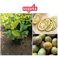 ราคา (2ต้น 119บาท) ต้นมะตูมนิ่ม ผลใหญ่ กลิ่นหอมละมุน หวานอร่อย (45305270227)