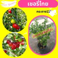 ราคา ต้นเชอรี่ไทย ลูกเล็ก กระถาง 11 นิ้ว (29103648031)