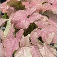 ราคา ต้นออมชมพู ออมเงินออมทอง syngonium ต้นไม้มงคล มีเก็บมีออม (22155047630)