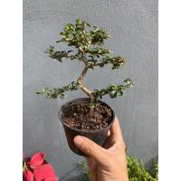 ราคา ต้นชาดัด-ชาฮกเกี้ยง#บอนไซ (22218754374)